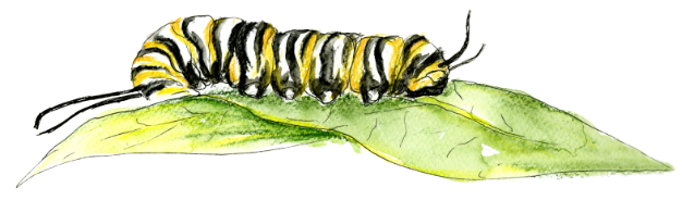 caterpilla